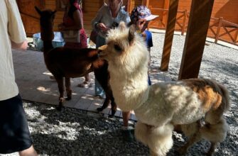 Альпака-Парк в Ривьере